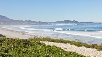 Flowering plants on sunny day at Carmel Beach, Carmel-By-The-Sea, California