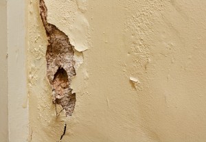 dry-rot-on-a-wall